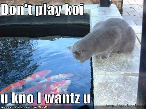 funny-pictures-cat-wants-koi.jpg