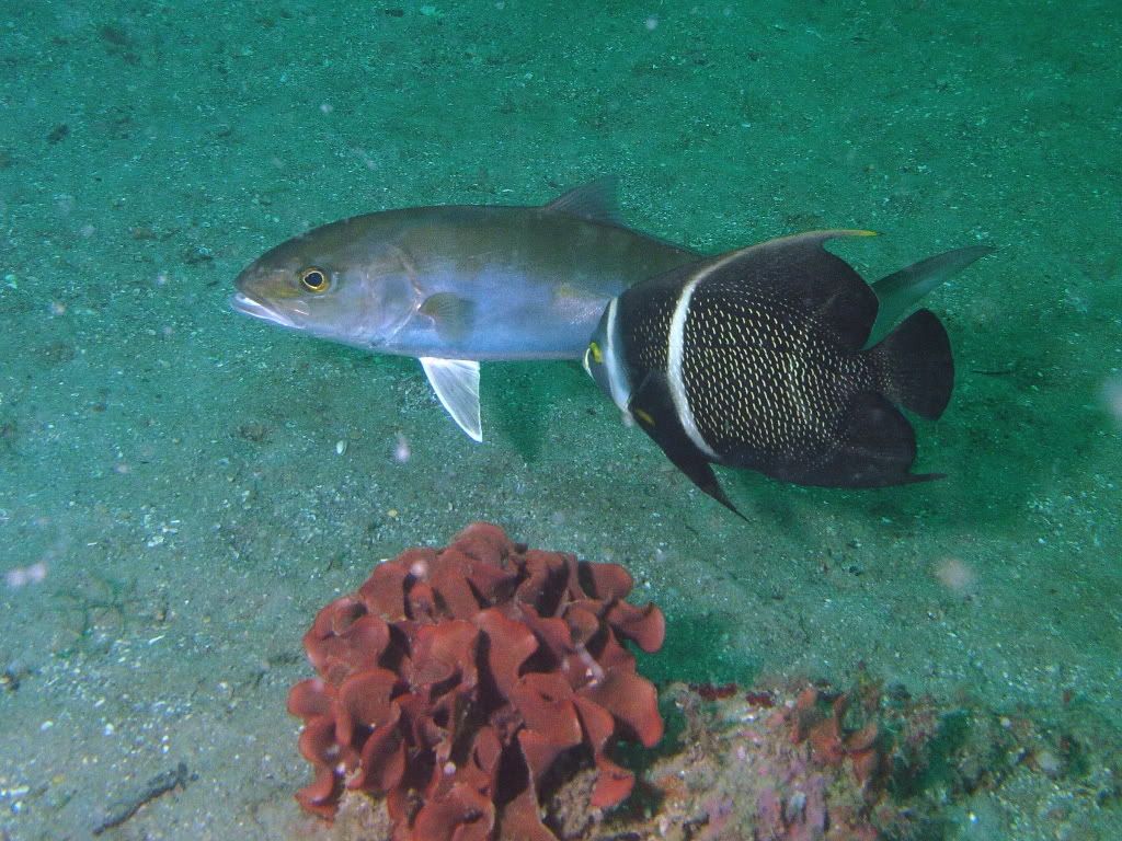 Angelfish5.jpg