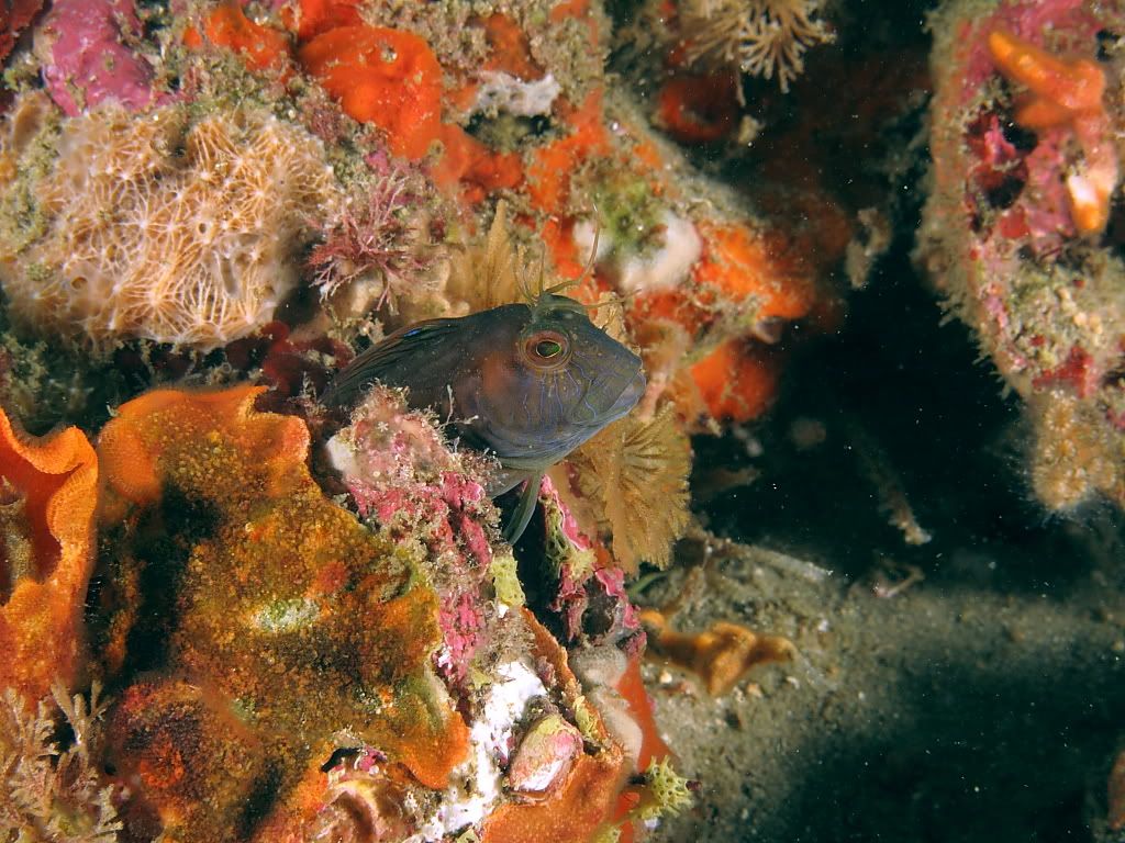 Blenny1-1.jpg