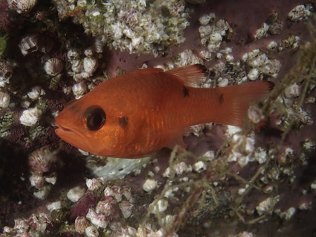 Cardinalfish700.jpg