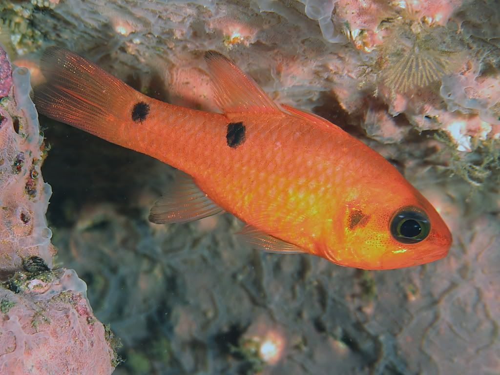 Cardinalfish801.jpg