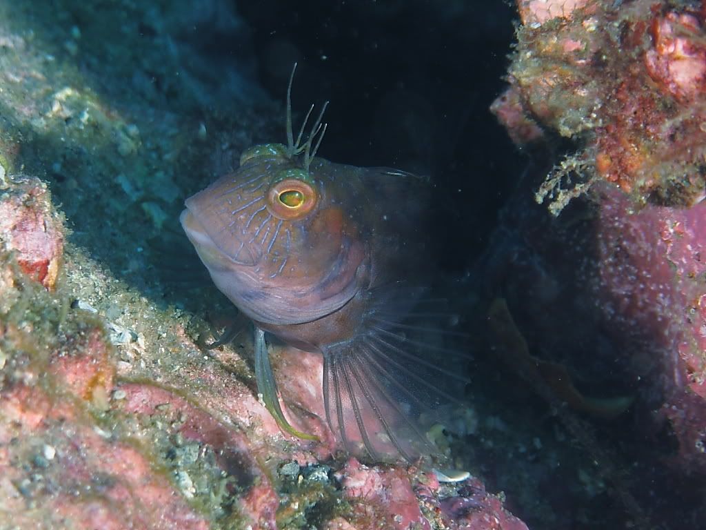 blenny900.jpg