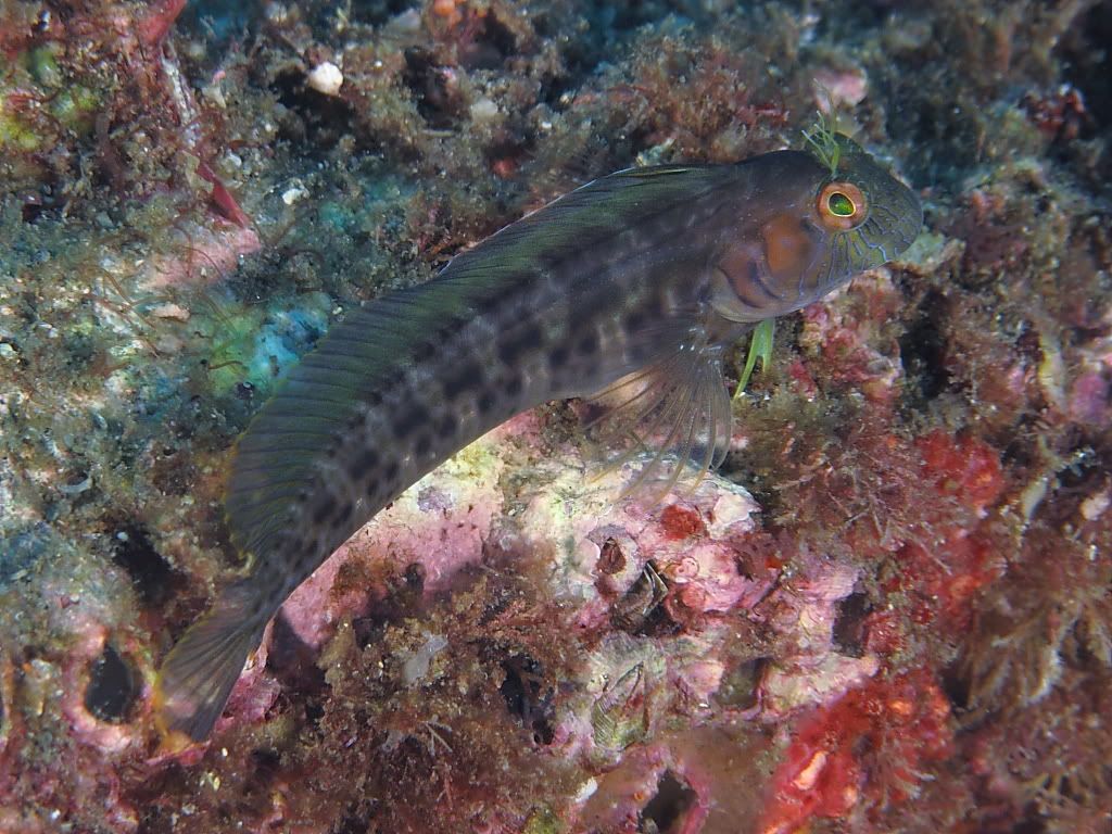 blenny901.jpg