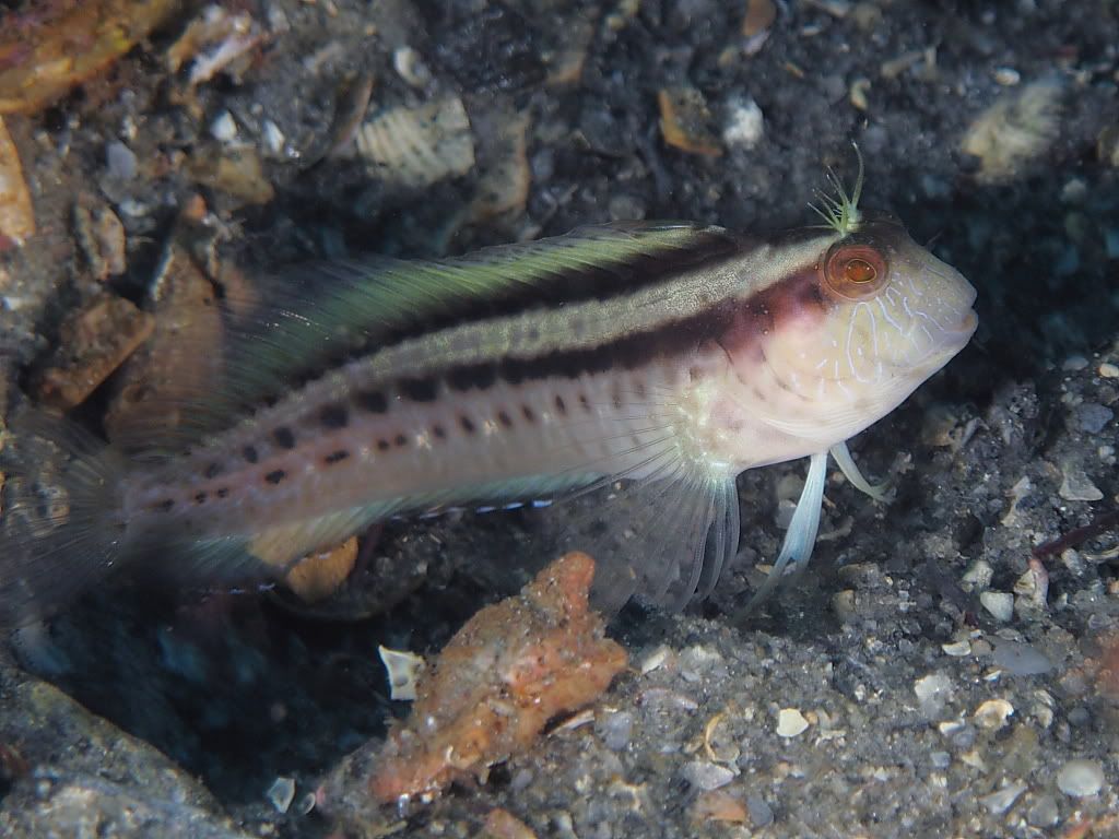 blenny902.jpg