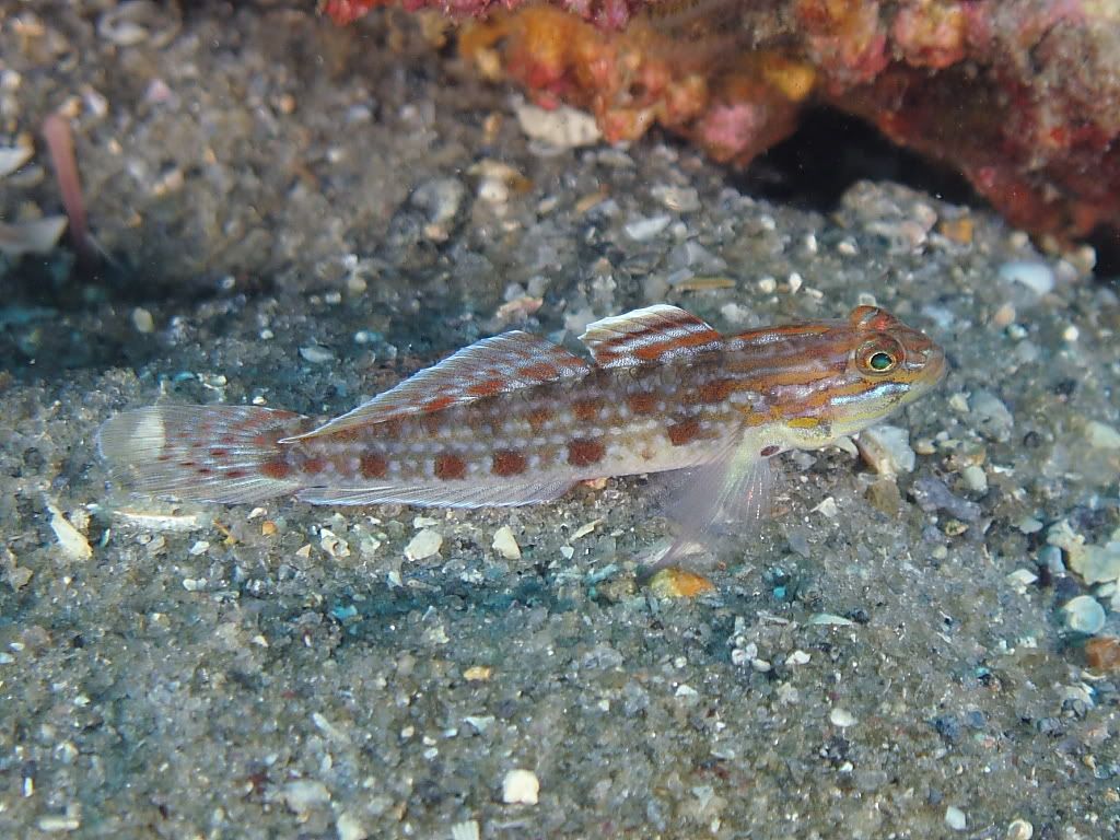 blenny906.jpg