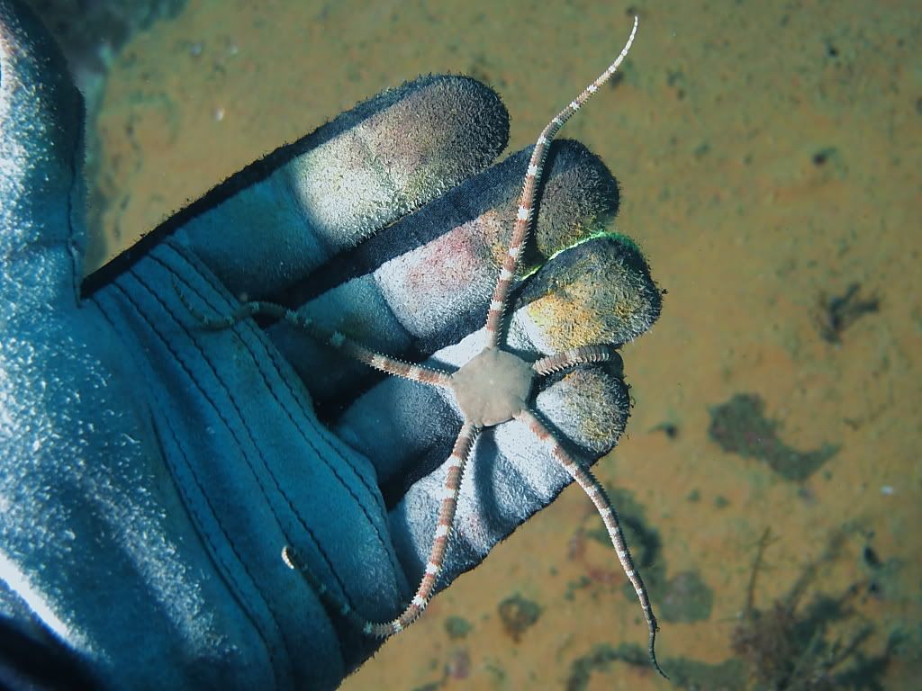 brittlestar800.jpg