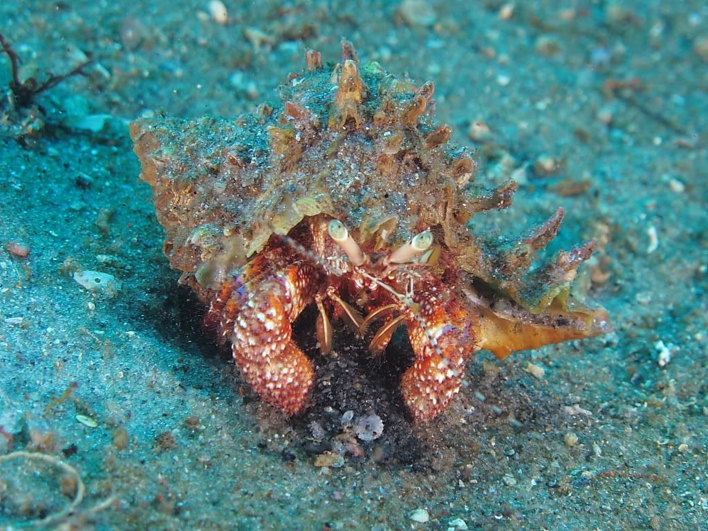 crab900.jpg