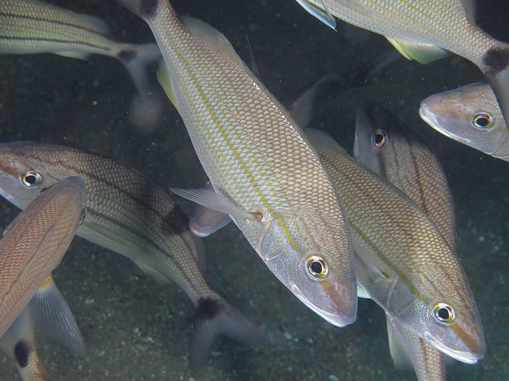 fish904.jpg