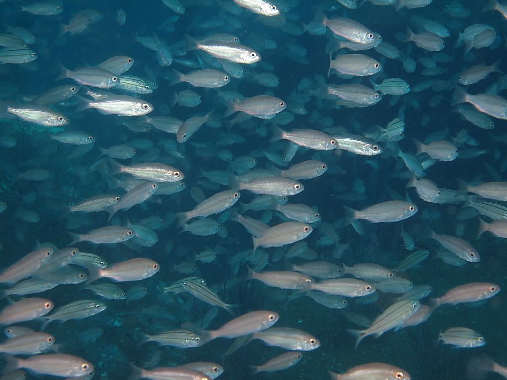 fish905.jpg