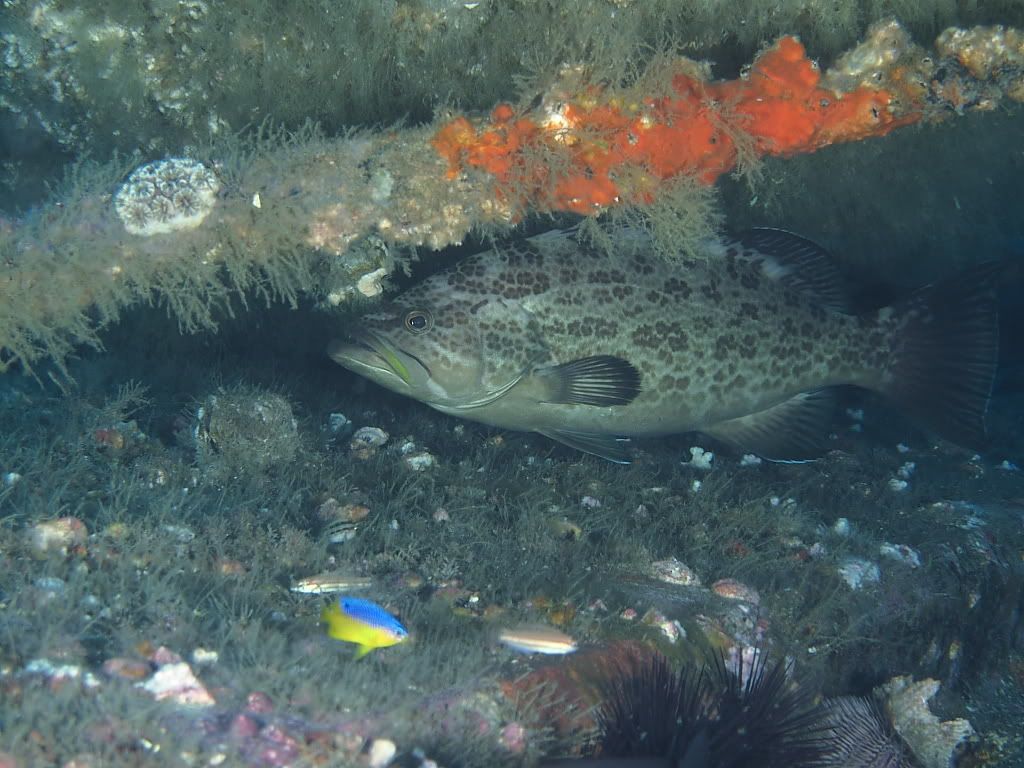 grouper900.jpg