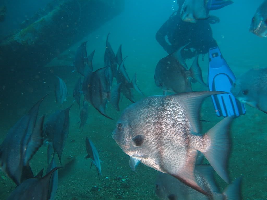 spadefish900.jpg