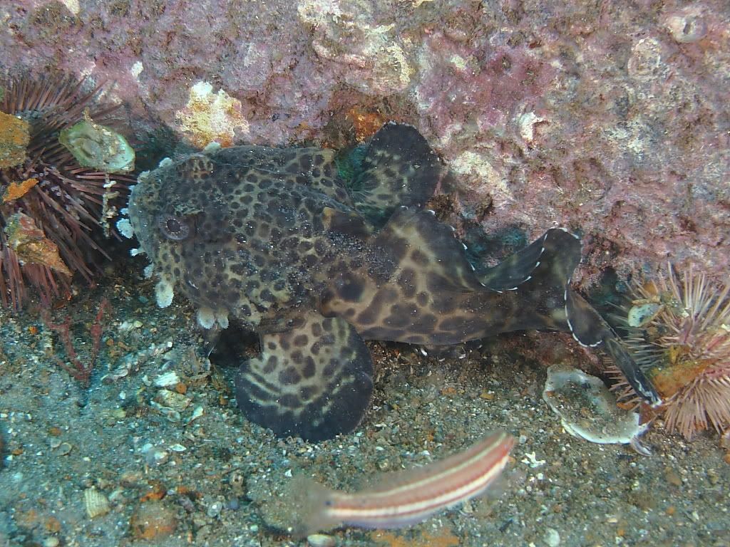 toadfish900.jpg