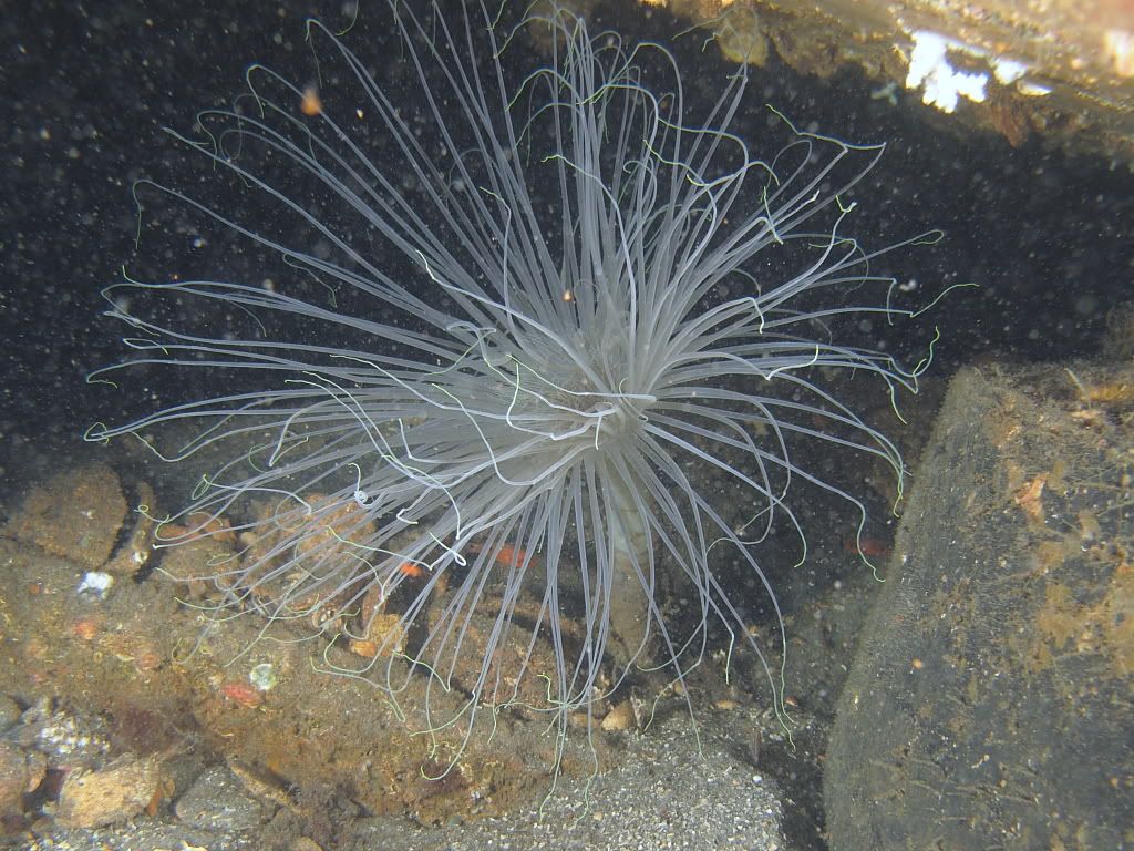 Anenome700.jpg