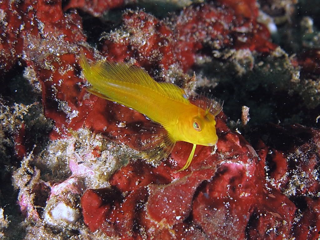 Blenny700.jpg