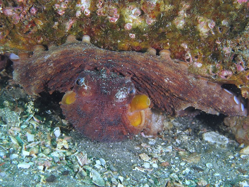 Octo703.jpg