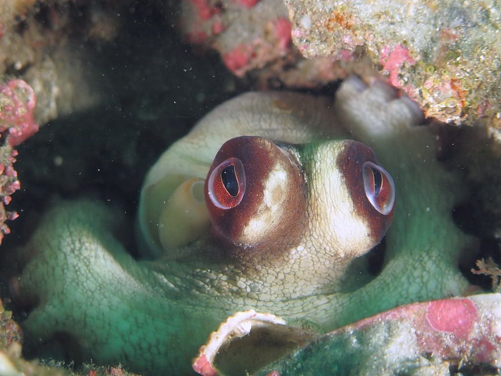 Octo704.jpg