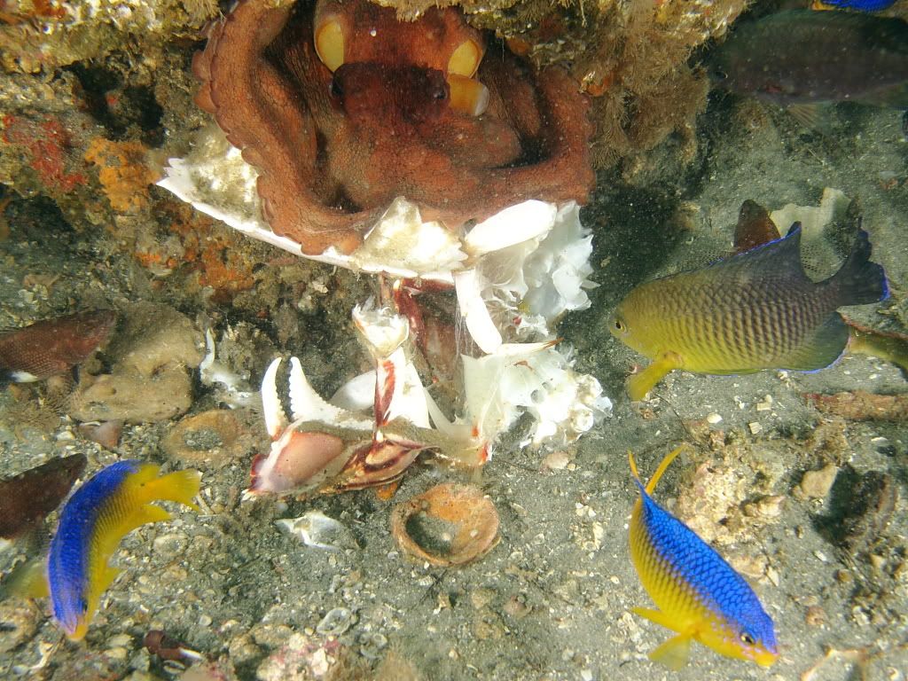 Octo705.jpg