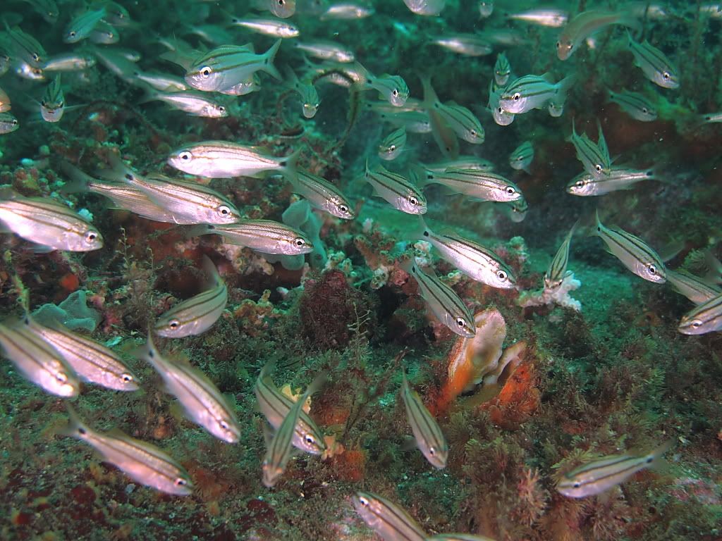 baitfish700.jpg