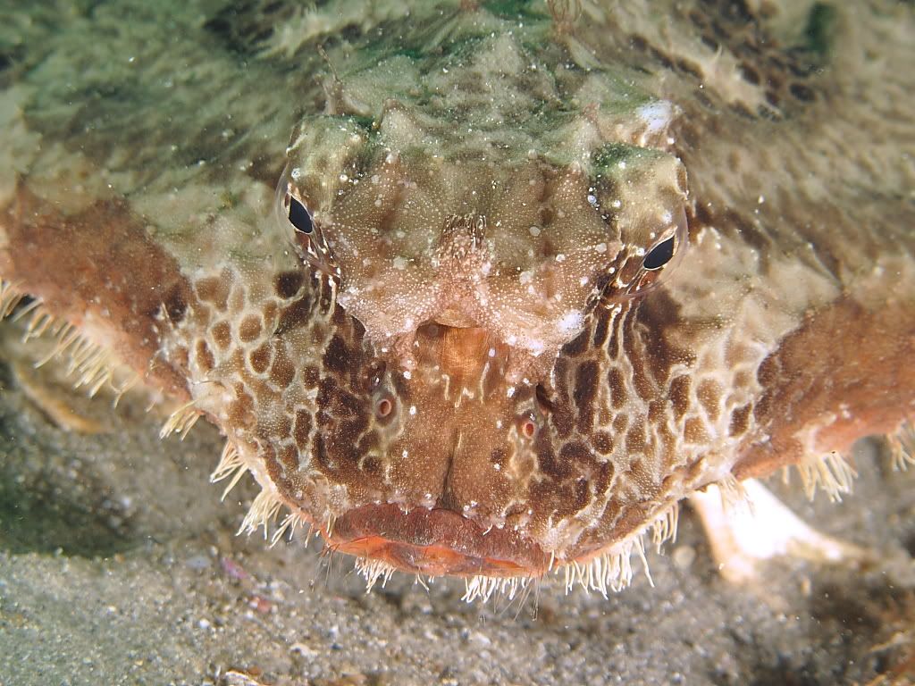 batfish701.jpg