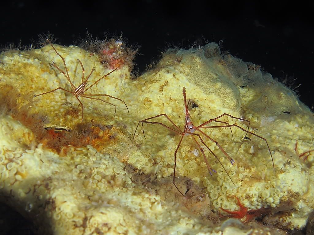 crab700.jpg