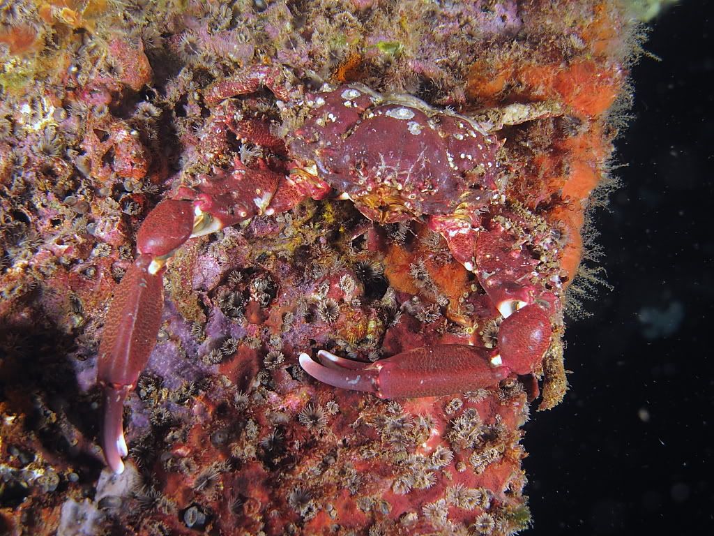 crab701.jpg