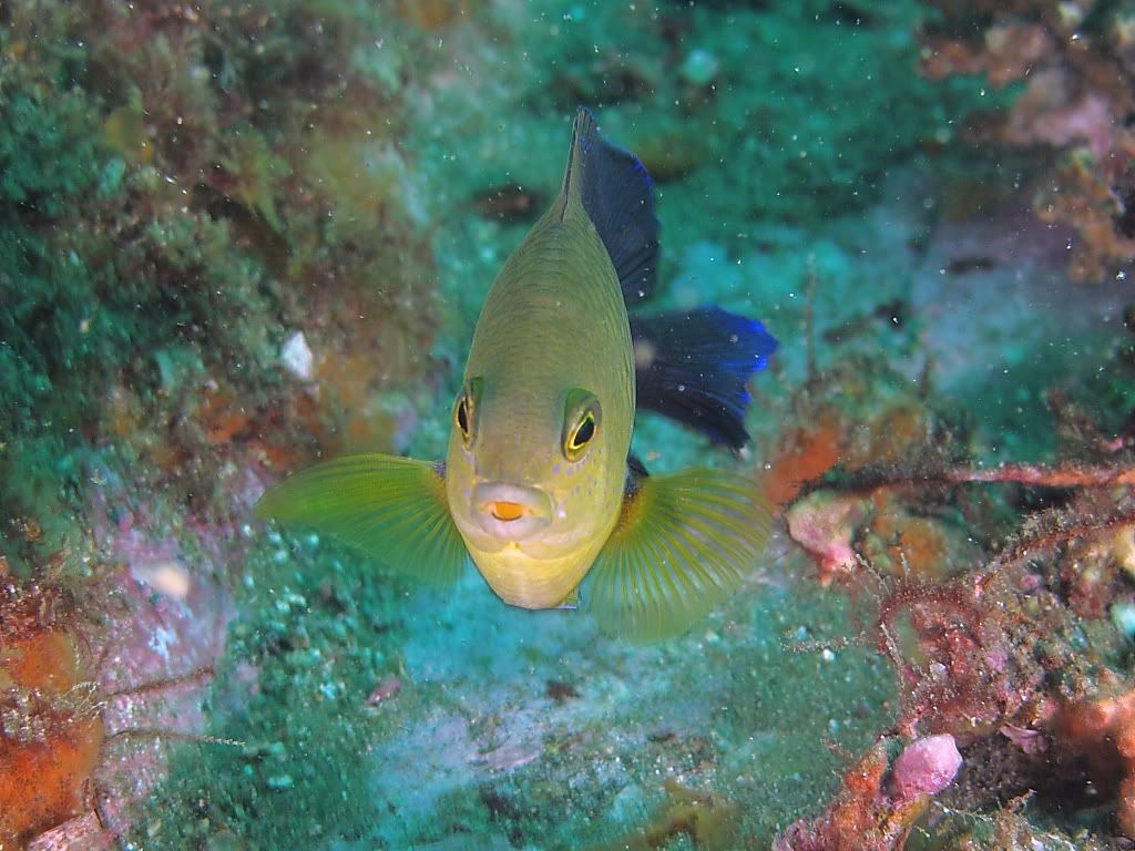 damsel702.jpg