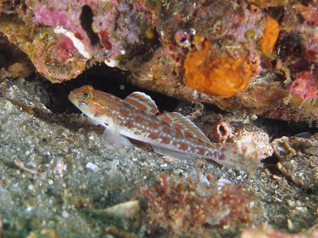 fish703.jpg
