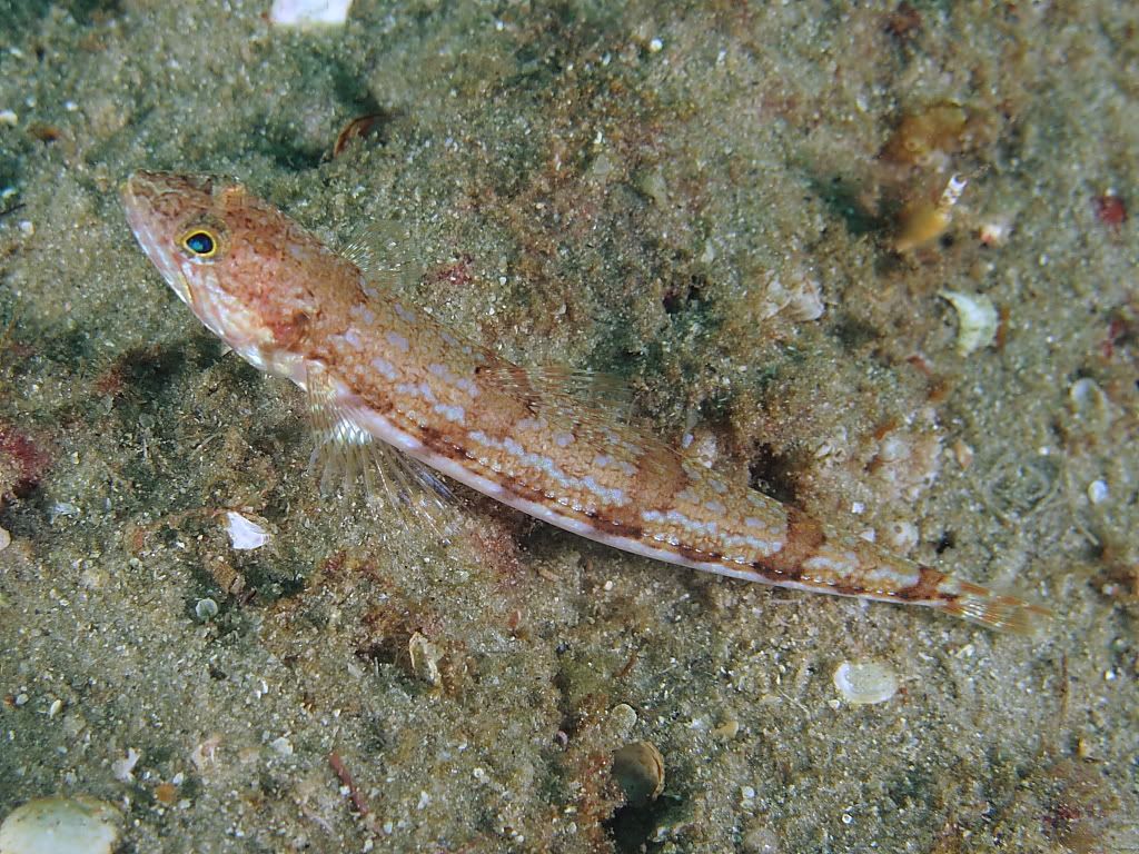 lizardfish700.jpg