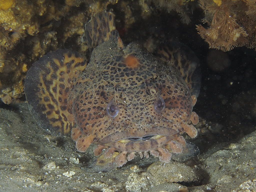 toadfish700.jpg