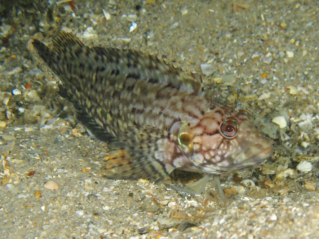 Hairyblenny2b.jpg