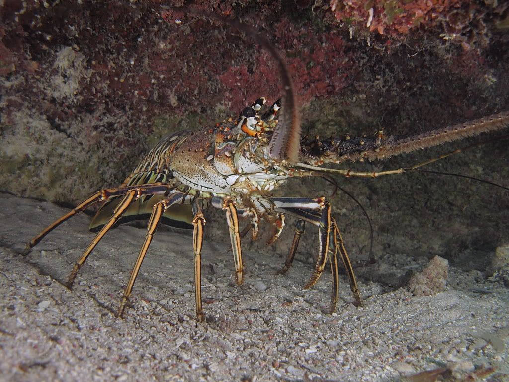 Lobster1.jpg