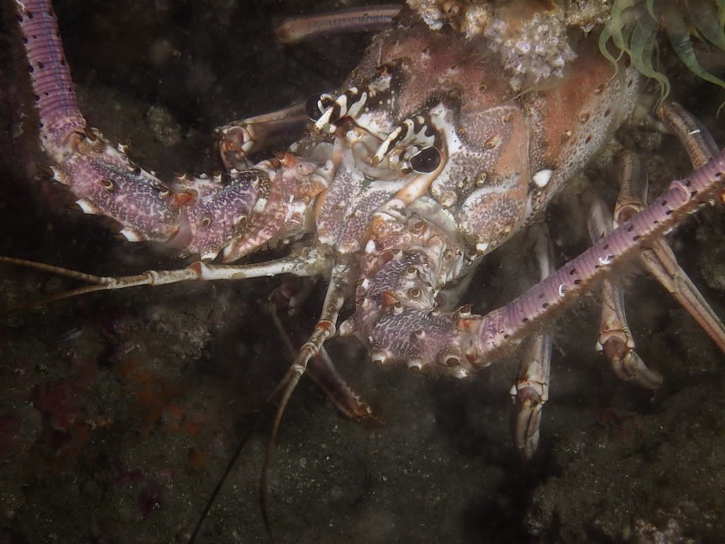 Lobster700.jpg