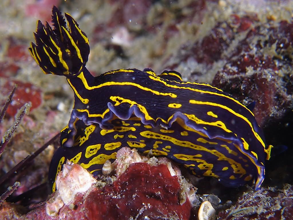 Nudi704.jpg