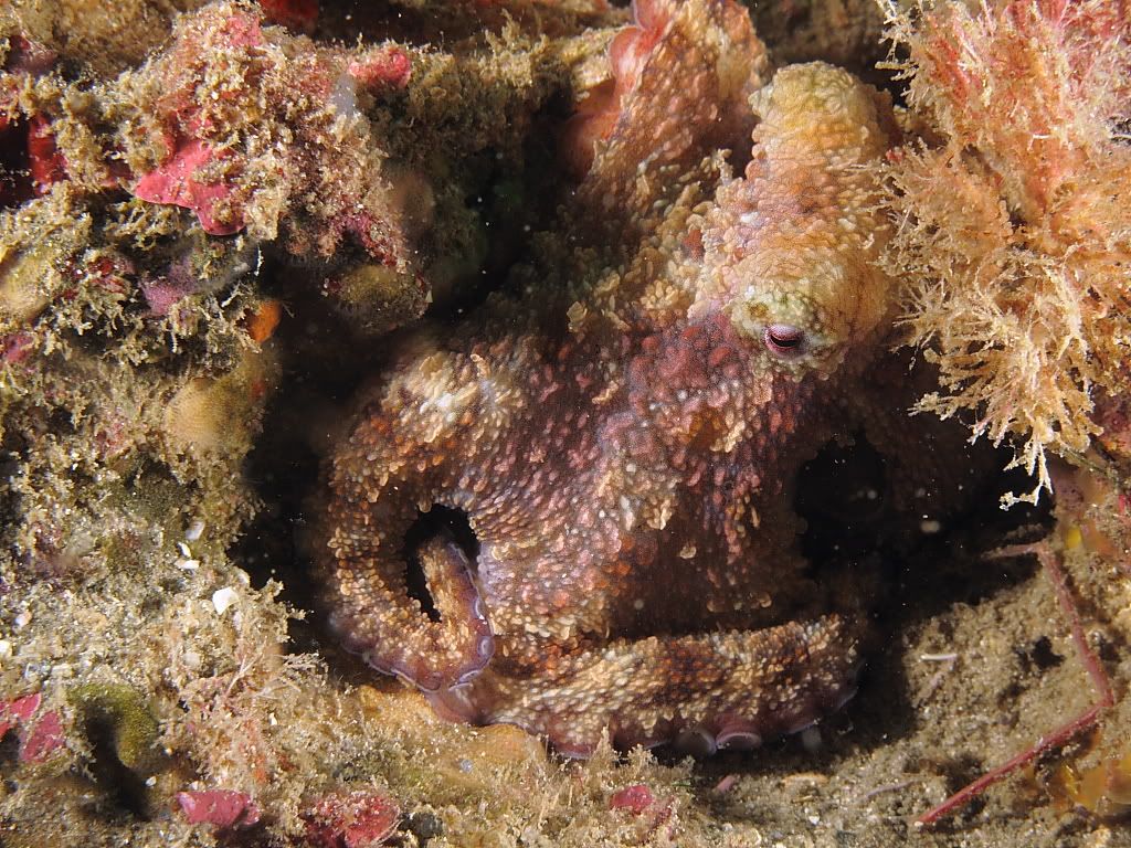 Octo.jpg