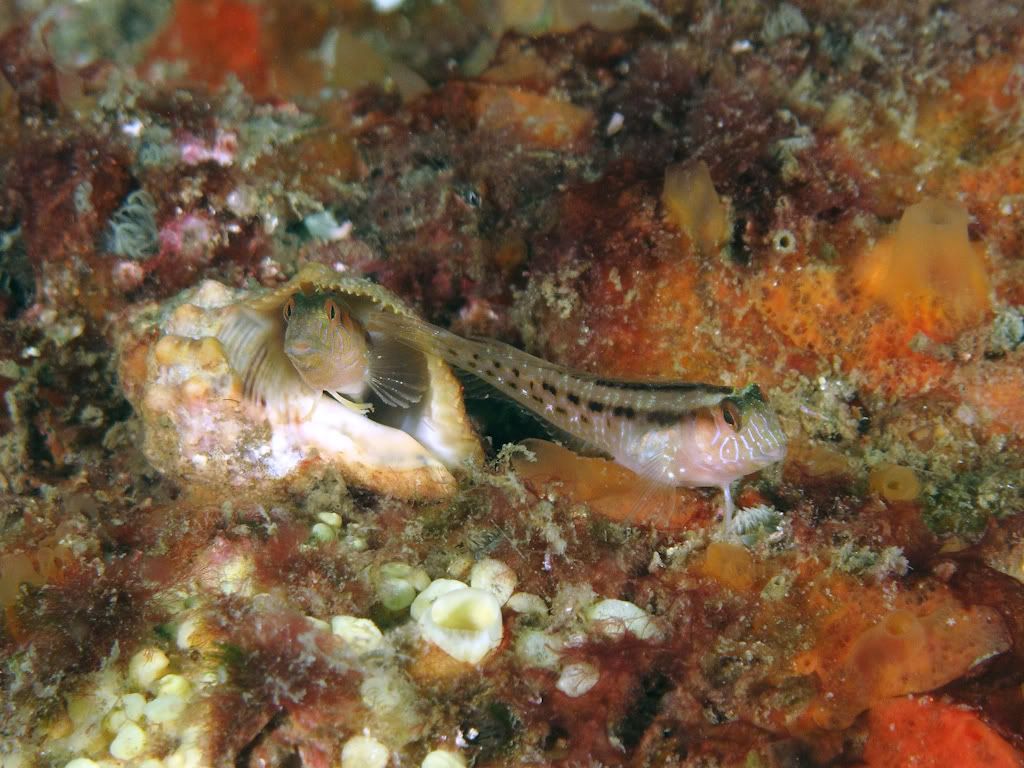 blenny2-1.jpg