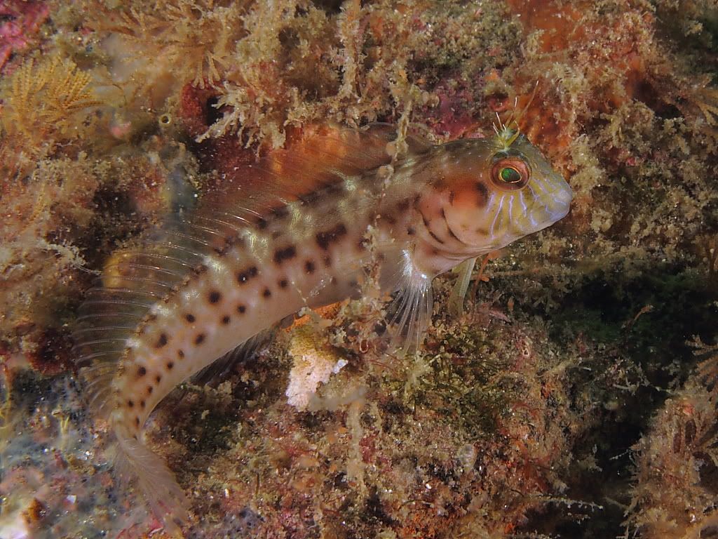 blenny2-2.jpg
