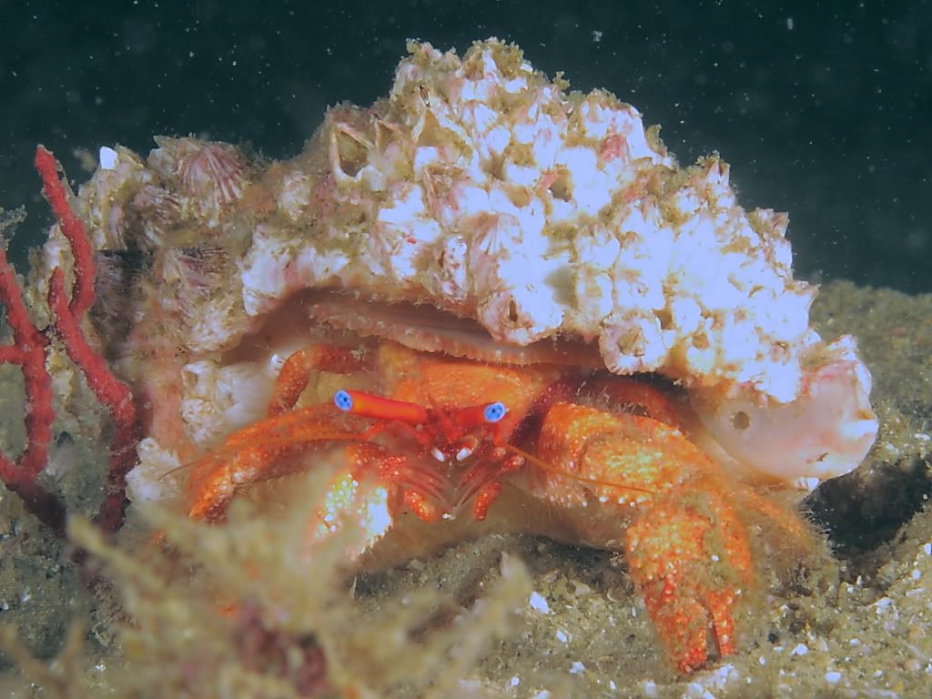crab1-2.jpg