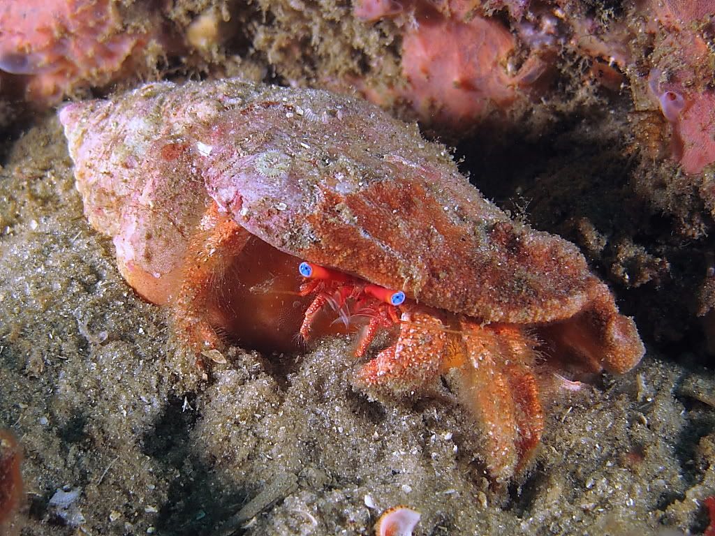 crab202.jpg