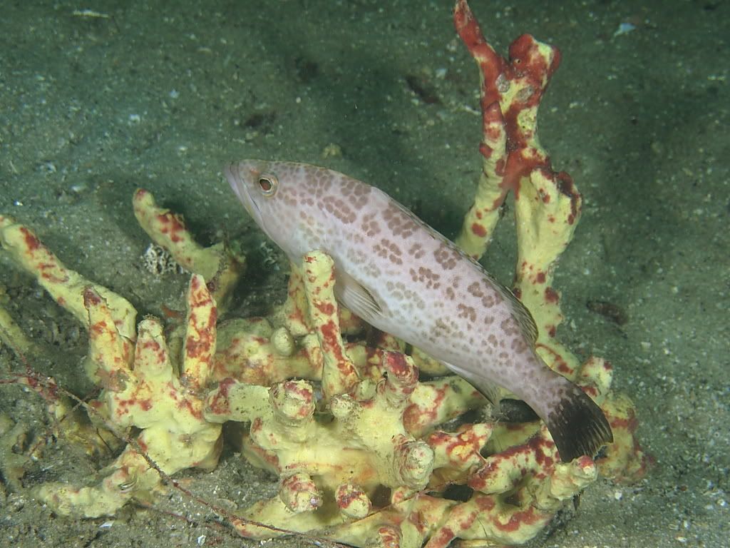 fish1-3.jpg
