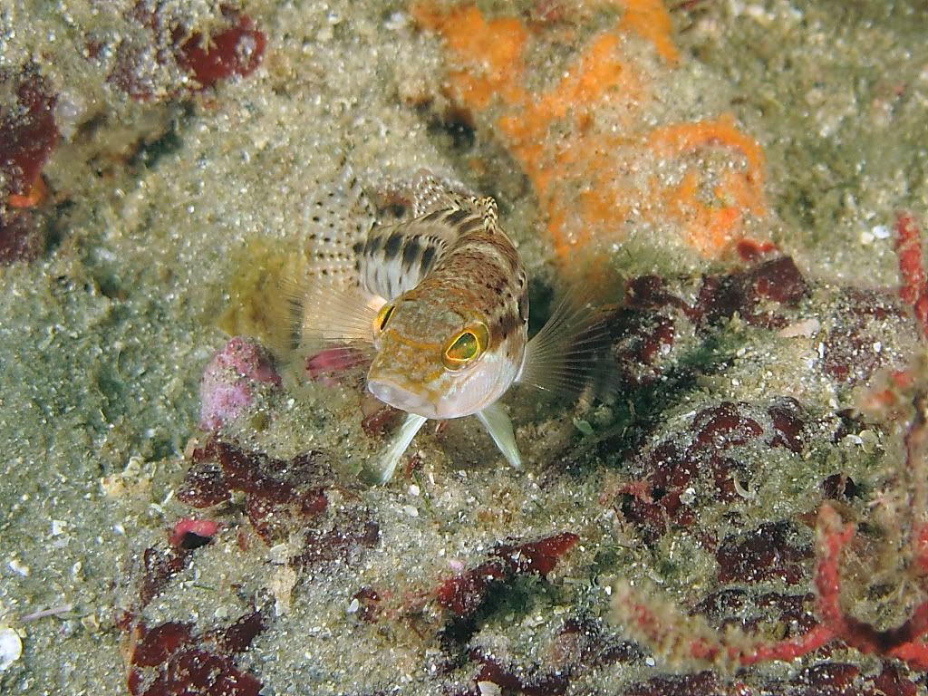 fish3-2.jpg
