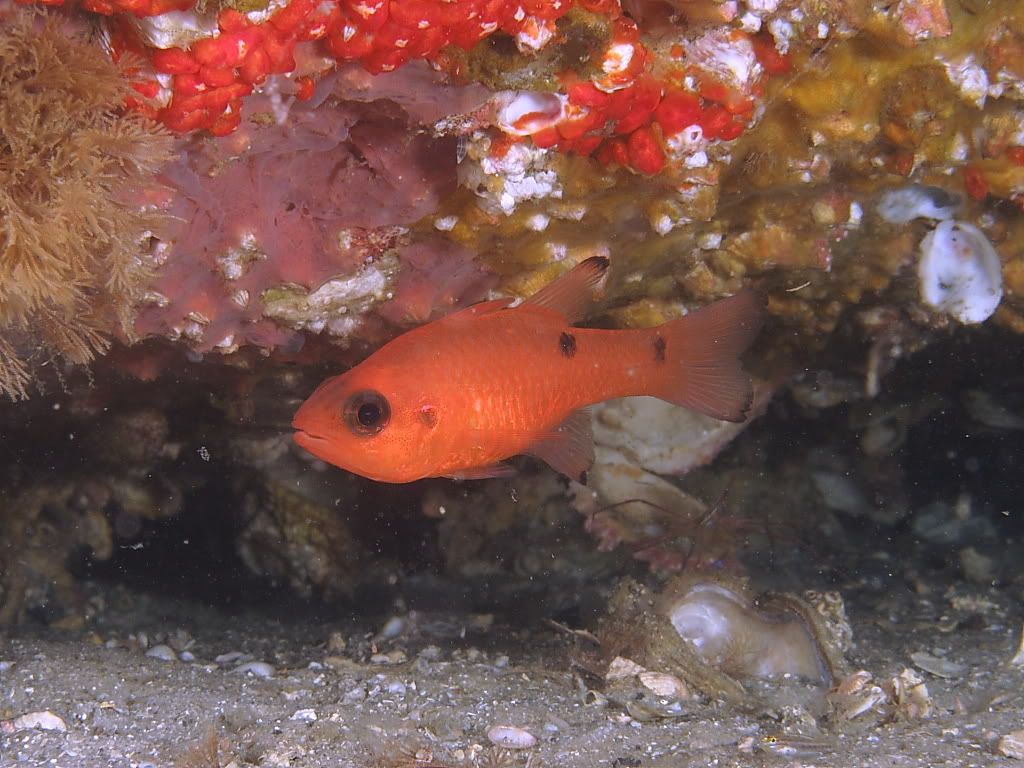 fish6-2.jpg