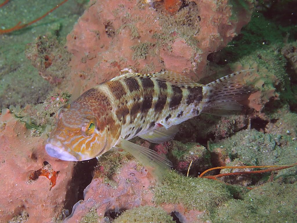 fish6-3.jpg