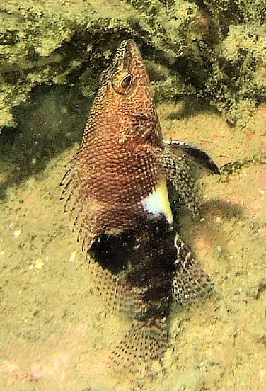 fish68.jpg