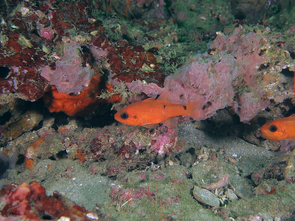 fish7-1.jpg