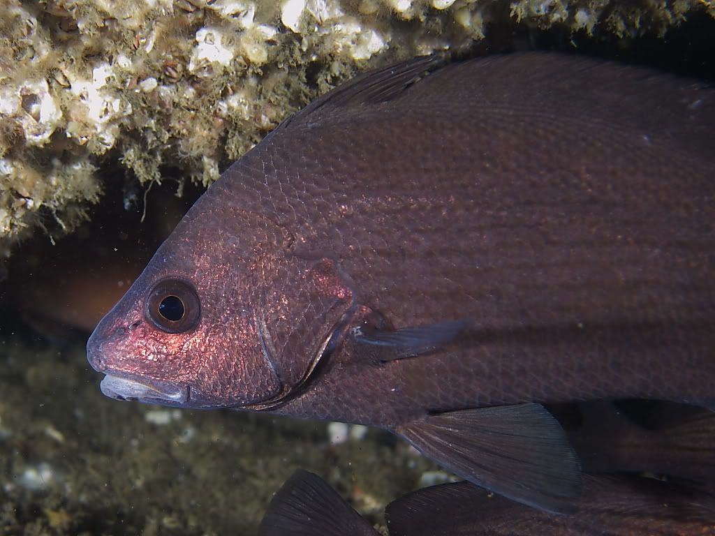 fish700.jpg