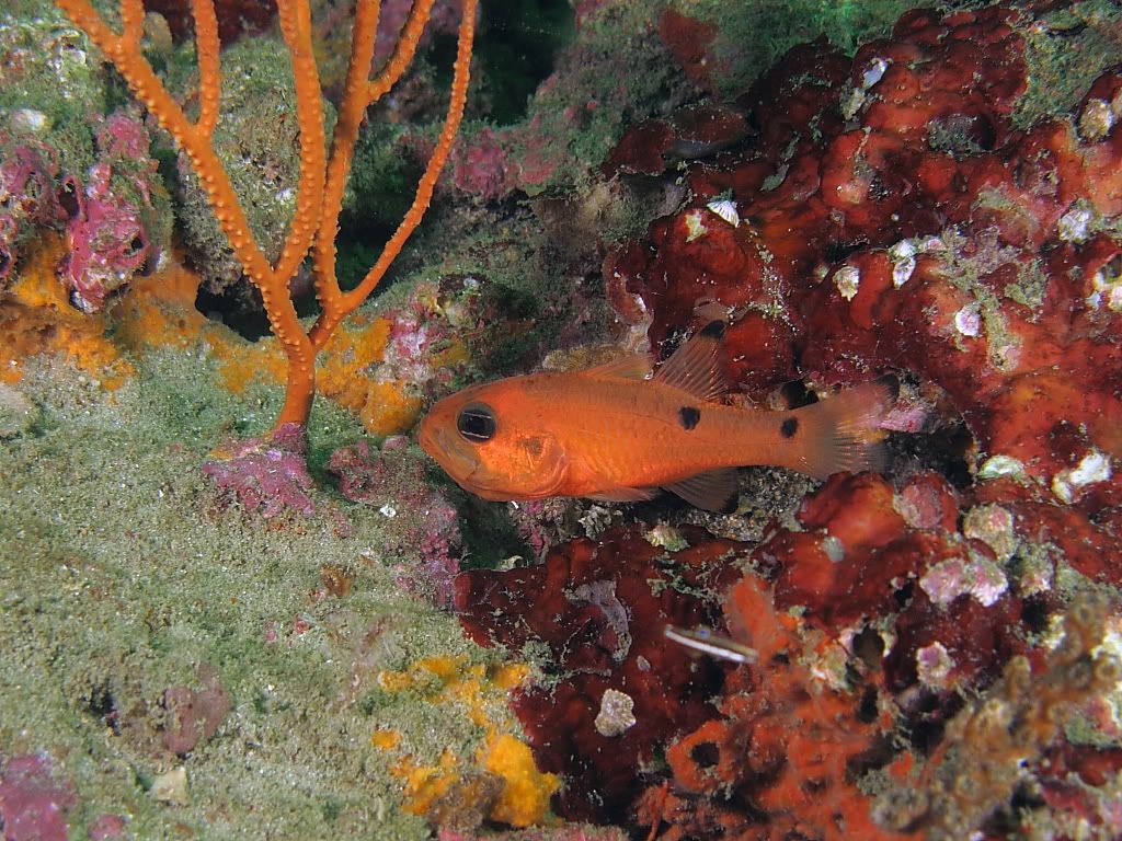 fish8-1.jpg