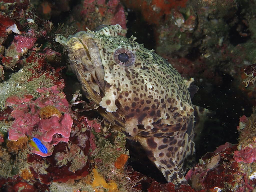 fish9-1.jpg
