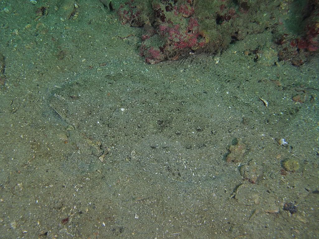 flounder1-2.jpg