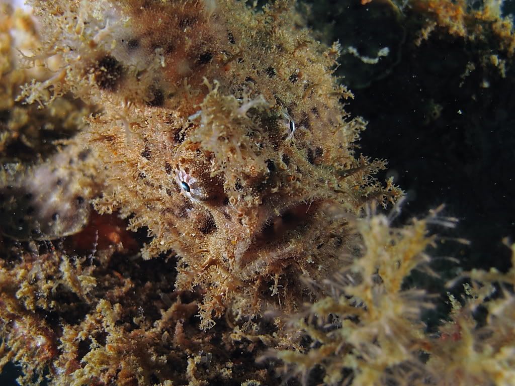 frogfish7.jpg