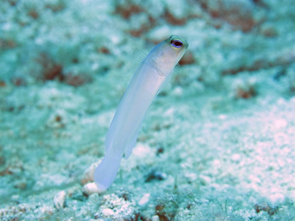 jawfish3-3.jpg